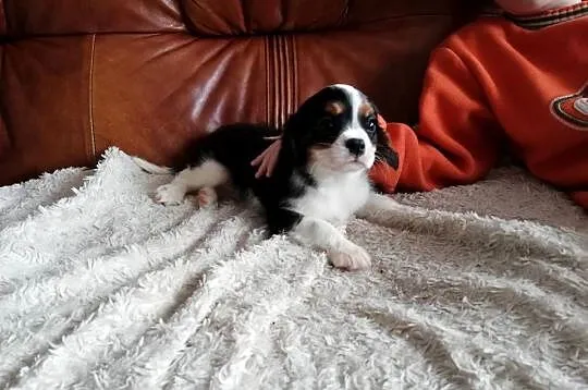 Cavalier King Charles spaniel, Mazowieckie, Garwolin