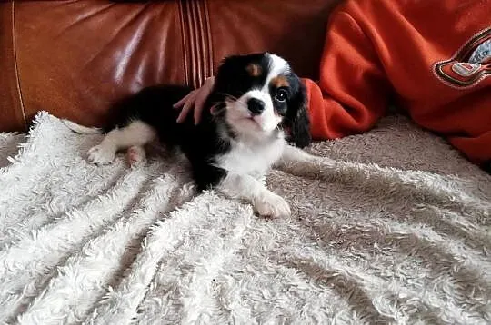 Cavalier King Charles spaniel, Mazowieckie, Garwolin