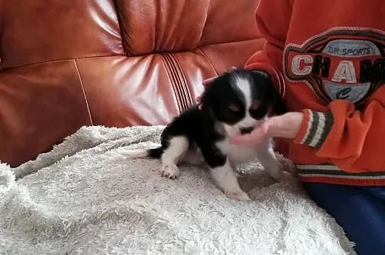 Cavalier King Charles spaniel, Mazowieckie, Garwolin