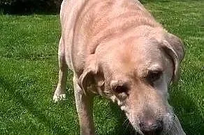 Koki - biszkoptowy pies w typie labradora szuka domu,  mazowieckie Warszawa