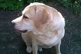 Koki - biszkoptowy pies w typie labradora szuka do