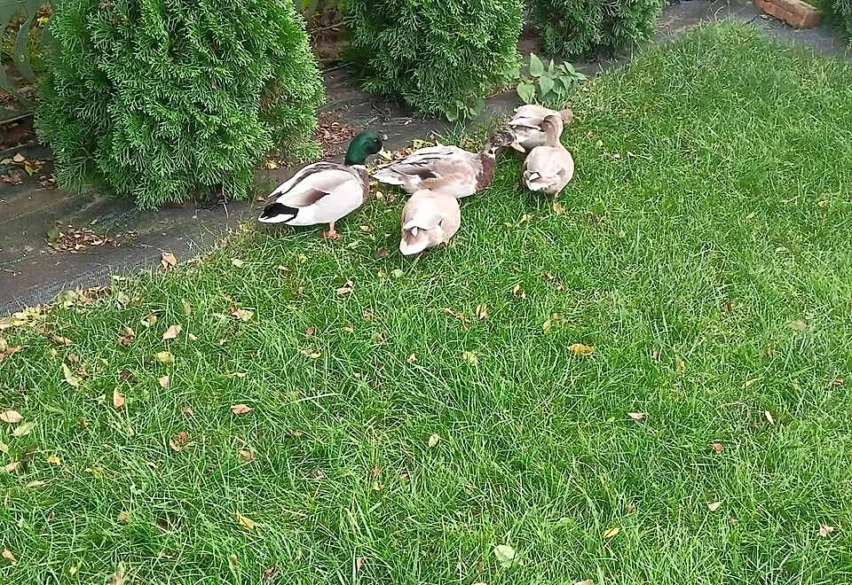 Kaczki call duck, Mazowieckie, Zwoleń