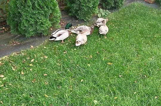 Kaczki call duck, Mazowieckie, Zwoleń