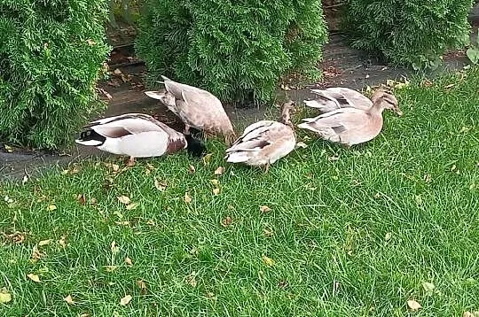 Kaczki call duck, Mazowieckie, Zwoleń