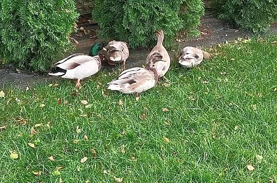Kaczki call duck, Mazowieckie, Zwoleń