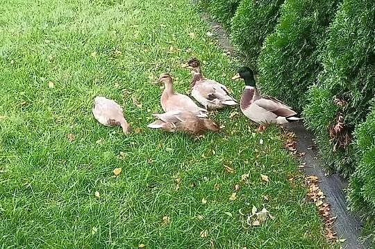 Kaczki call duck, Mazowieckie, Zwoleń