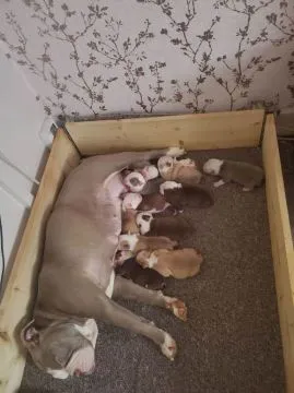 Szczenięta buldoga angielskiego... napisz do mnie na WhatsApp: +44 7453 907158, , Grudziądz