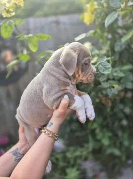 Szczenięta buldoga angielskiego... napisz do mnie na WhatsApp: +44 7453 907158, , Grudziądz