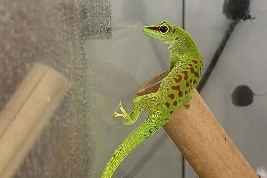 Felsuma Madagaskarska Phelsuma, Opolskie, Opole