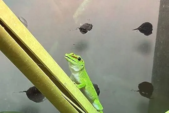 Felsuma Madagaskarska Phelsuma, Opolskie, Opole