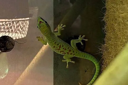 Felsuma Madagaskarska Phelsuma, Opolskie, Opole