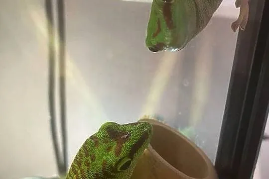Felsuma Madagaskarska Phelsuma, Opolskie, Opole