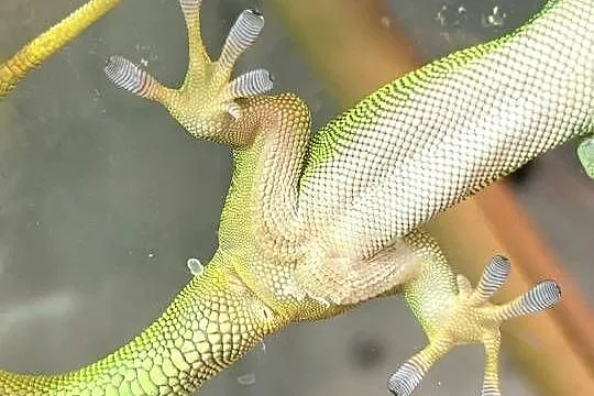 Felsuma Madagaskarska Phelsuma, Opolskie, Opole