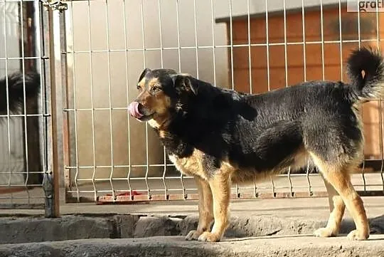Podaruj szczęście delikatnej PUNI, Mazowieckie, Warszawa
