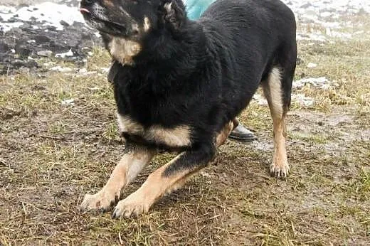 Pokochaj MORUSA psiaka o wielkim sercu,  mazowieck