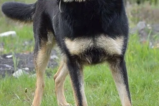 Pokochaj MORUSA psiaka o wielkim sercu,  mazowieck