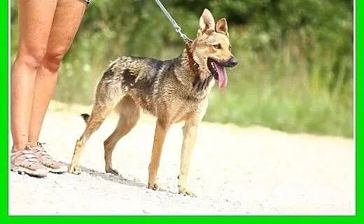 Owczarek mix,suka młoda,łagodna,aktywna,przyjazna.