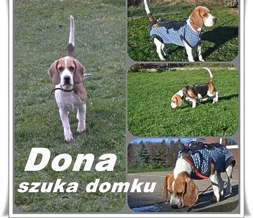 DONA szuka kochającej rodziny, Beagle cała Polska