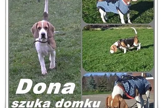 DONA szuka kochającej rodziny,  Beagle cała Polska