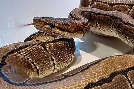 Pyton Królewski Regius Samica