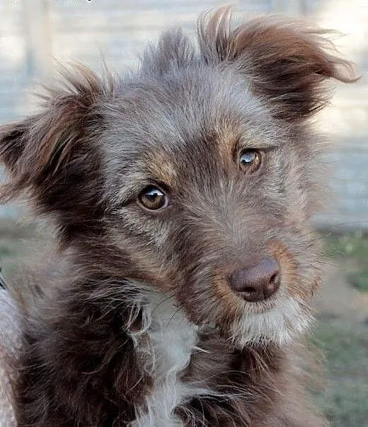 Ami do adopcji , śląskie Częstochowa
