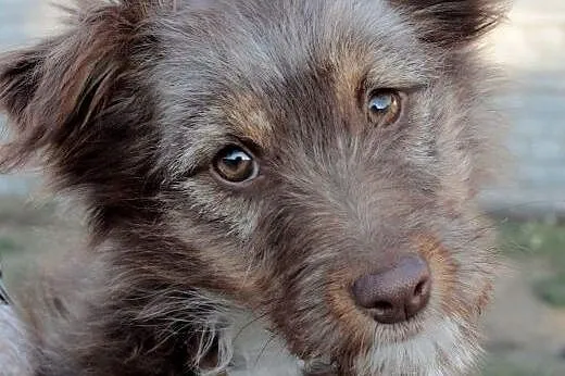 Ami do adopcji ,  śląskie Częstochowa