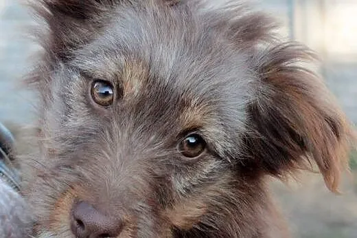 Ami do adopcji ,  śląskie Częstochowa