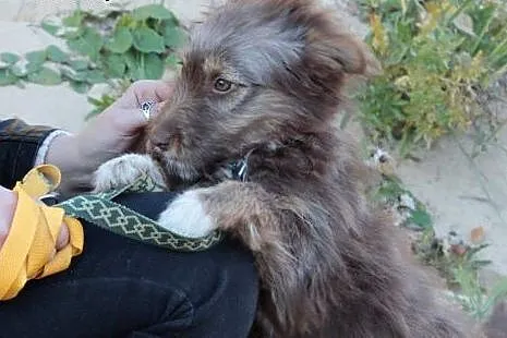 Ami do adopcji ,  śląskie Częstochowa