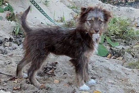 Ami do adopcji ,  śląskie Częstochowa