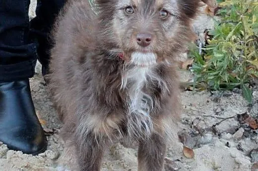 Ami do adopcji ,  śląskie Częstochowa