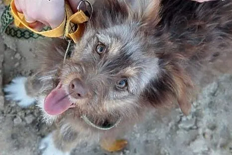 Ami do adopcji ,  śląskie Częstochowa
