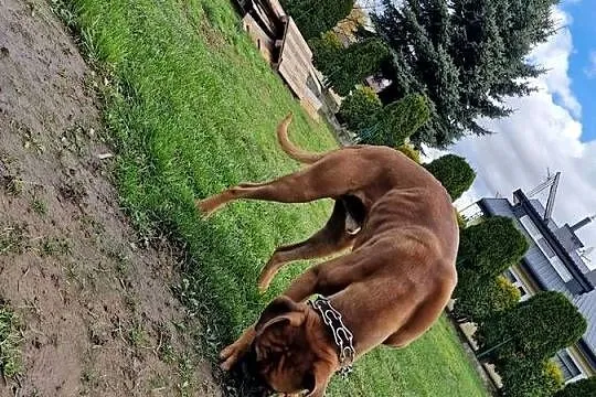 Roczny bokser rasowy z rodowodem