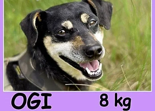 Mały 8 kg, w typie pinczerka,łagodny, przyjazny pi