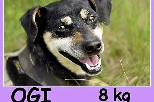 Mały 8 kg, w typie pinczerka,łagodny, przyjazny pi