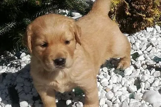 Golden Retriever śliczne szczeniaki po Champion PL