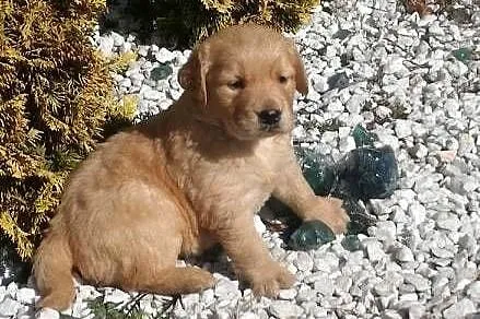 Golden Retriever śliczne szczeniaki po Champion PL, Łódzkie, Radomsko