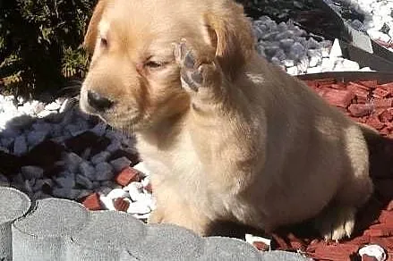 Golden Retriever śliczne szczeniaki po Champion PL, Łódzkie, Radomsko