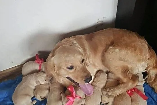 Golden Retriever śliczne szczeniaki po Champion PL, Łódzkie, Radomsko