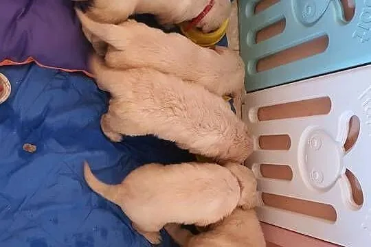 Golden Retriever śliczne szczeniaki po Champion PL, Łódzkie, Radomsko