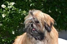Shih Tzu suczka dziewczynka szczeniak piękna
