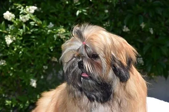 Shih Tzu suczka dziewczynka szczeniak piękna, Opolskie, Kluczbork