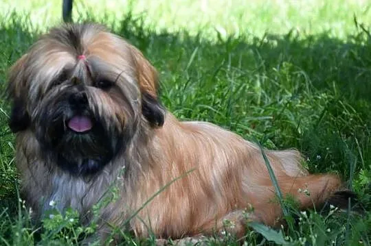 Shih Tzu suczka dziewczynka szczeniak piękna, Opolskie, Kluczbork