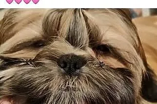 Shih Tzu suczka dziewczynka szczeniak piękna, Opolskie, Kluczbork