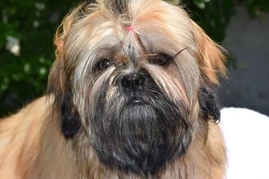 Shih Tzu suczka dziewczynka szczeniak piękna, Opolskie, Kluczbork