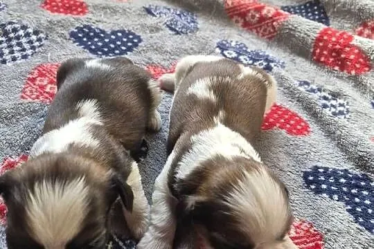 Shih Tzu szczenięta