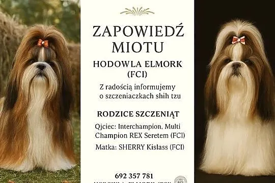 Shih Tzu szczenięta, Lubuskie, Zielona Góra