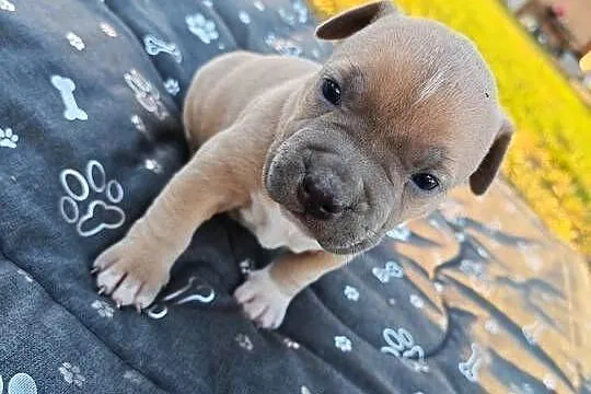 Szczeniak - Amstaff