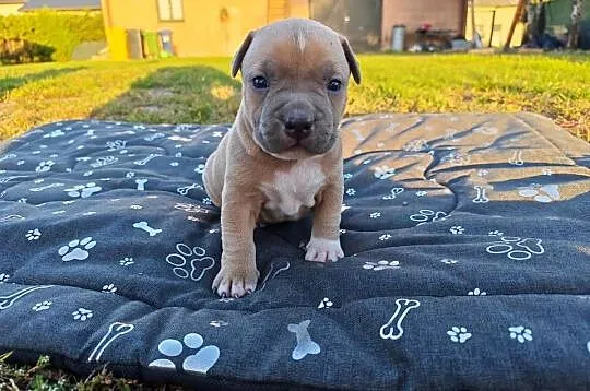 Szczeniak - Amstaff, Lubelskie, Chełm