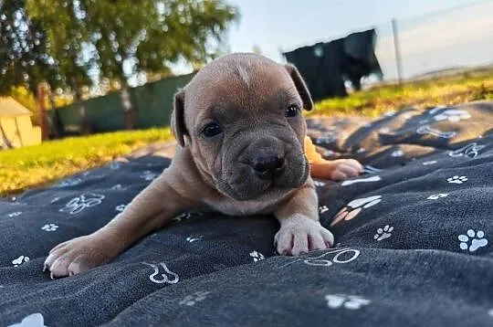 Szczeniak - Amstaff, Lubelskie, Chełm