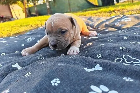Szczeniak - Amstaff, Lubelskie, Chełm